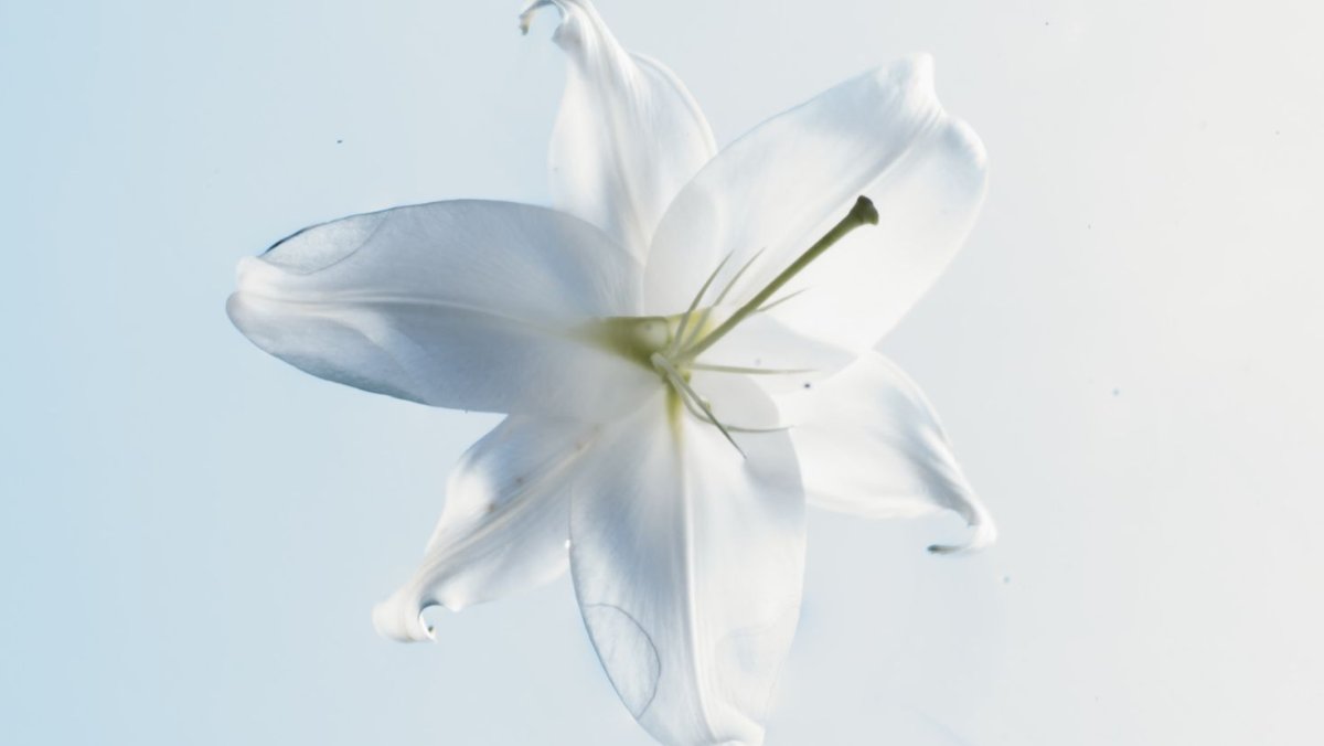 Белые лилии обои