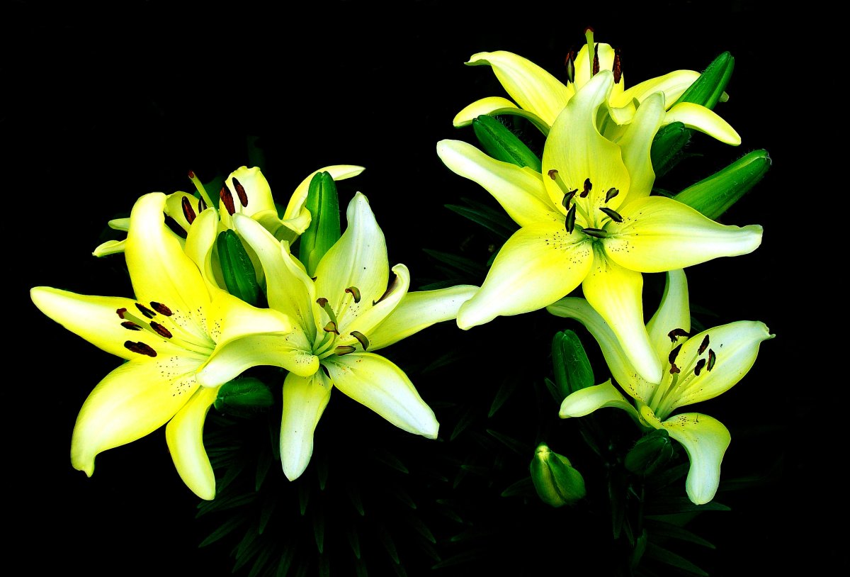 Живые цветы лилии