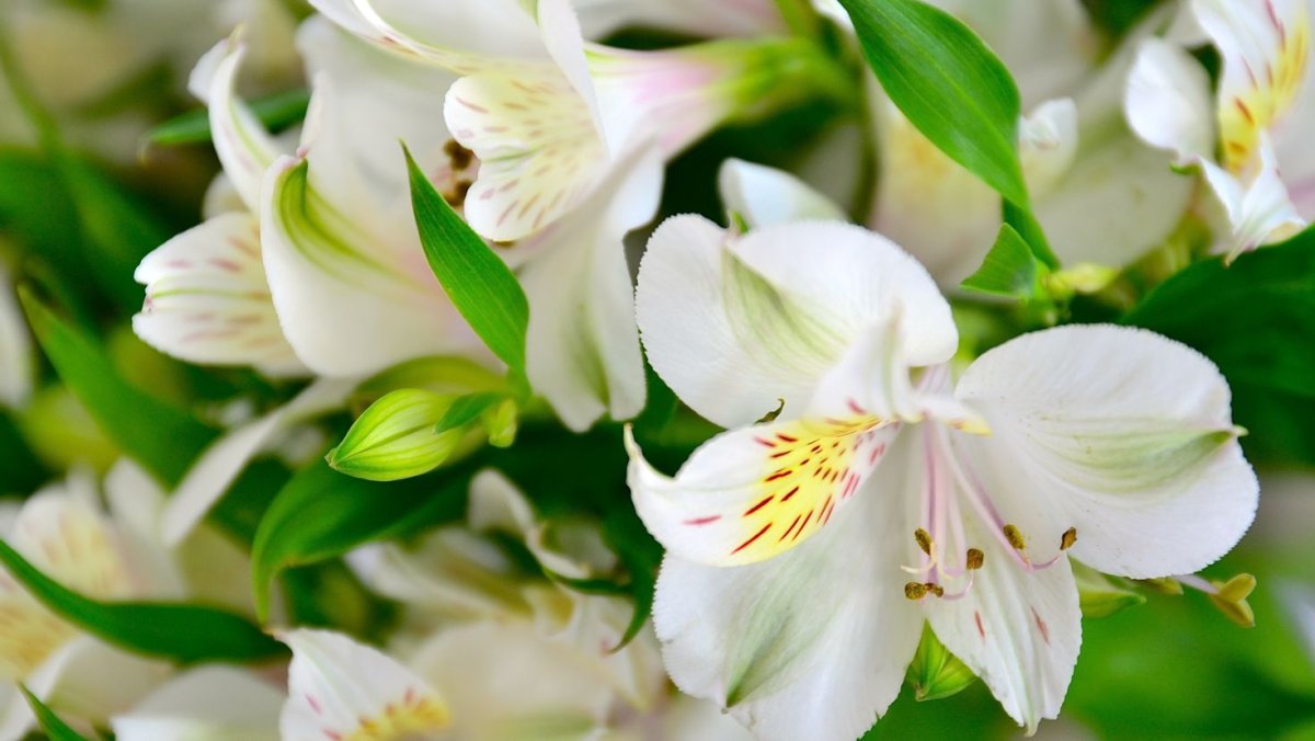 Белые цветы