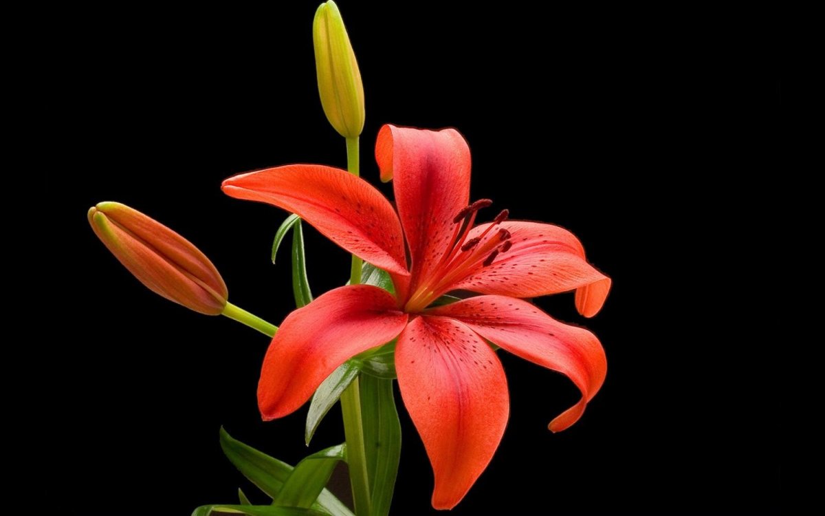 Весы CENTEK CT-2416 Лилия