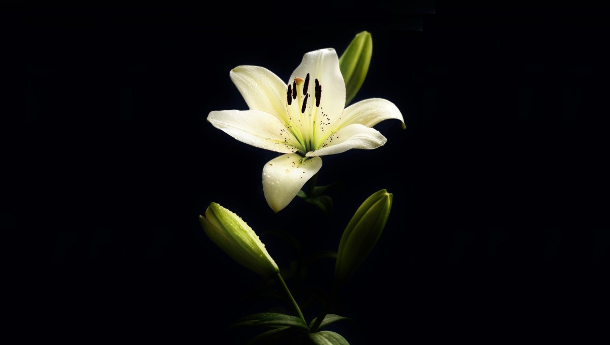 Белая Лилия на черном фоне
