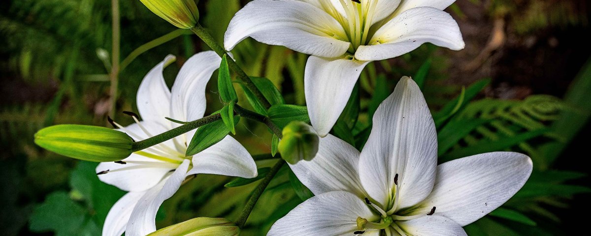 Лилия кустовая белая