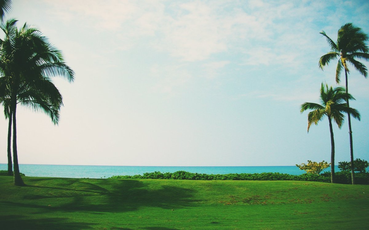 Пальма Минимализм