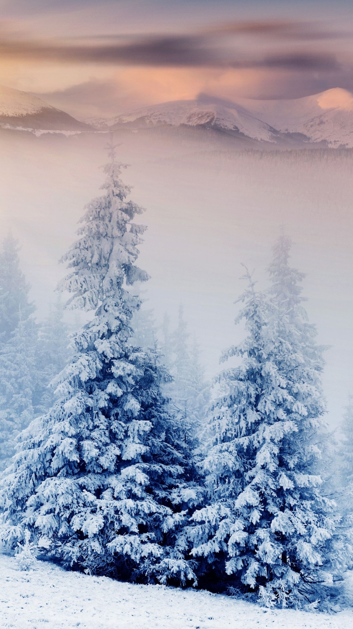 Заснеженная ветка