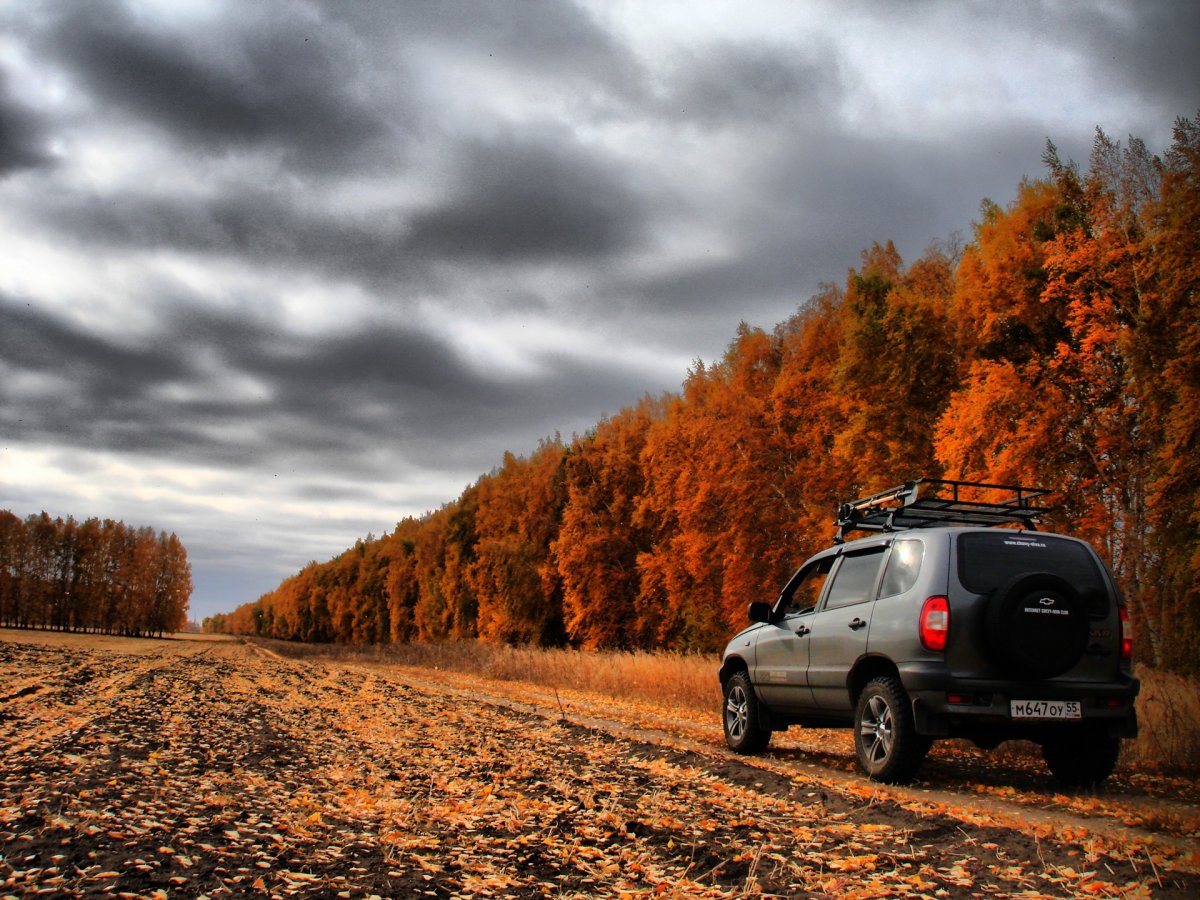 Нива Шевроле в лесу