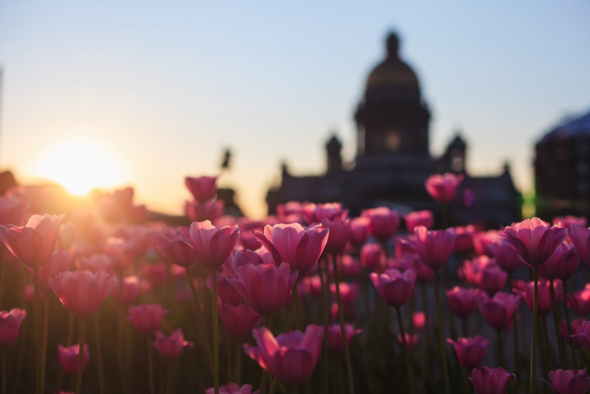 Цветущий Петербург