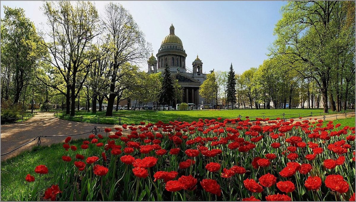 Тюльпаны Исаакиевский собор Весна