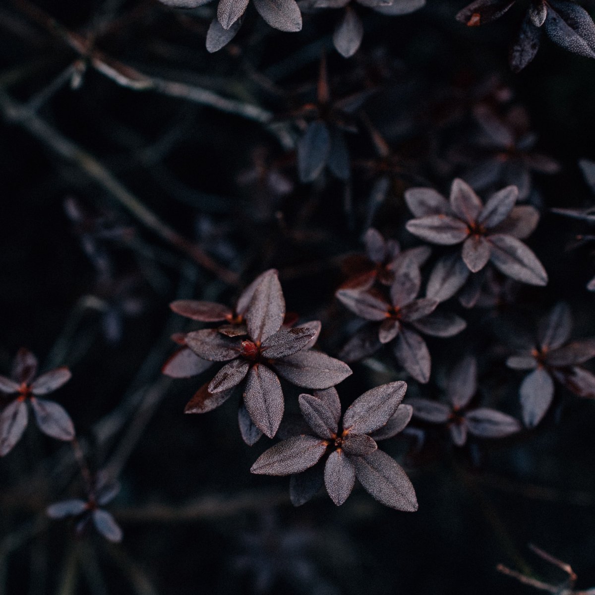 Тёмные цветы Эстетика