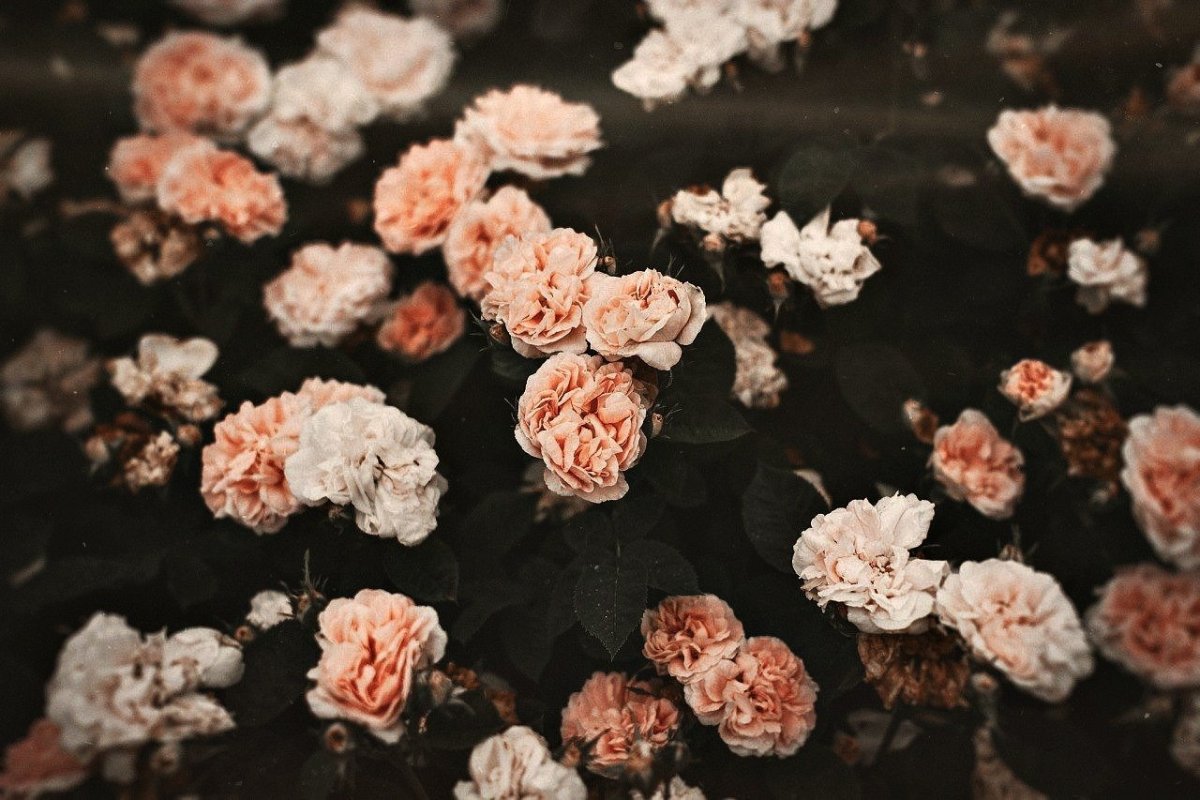 Красивые обои на ноутбук эстетика