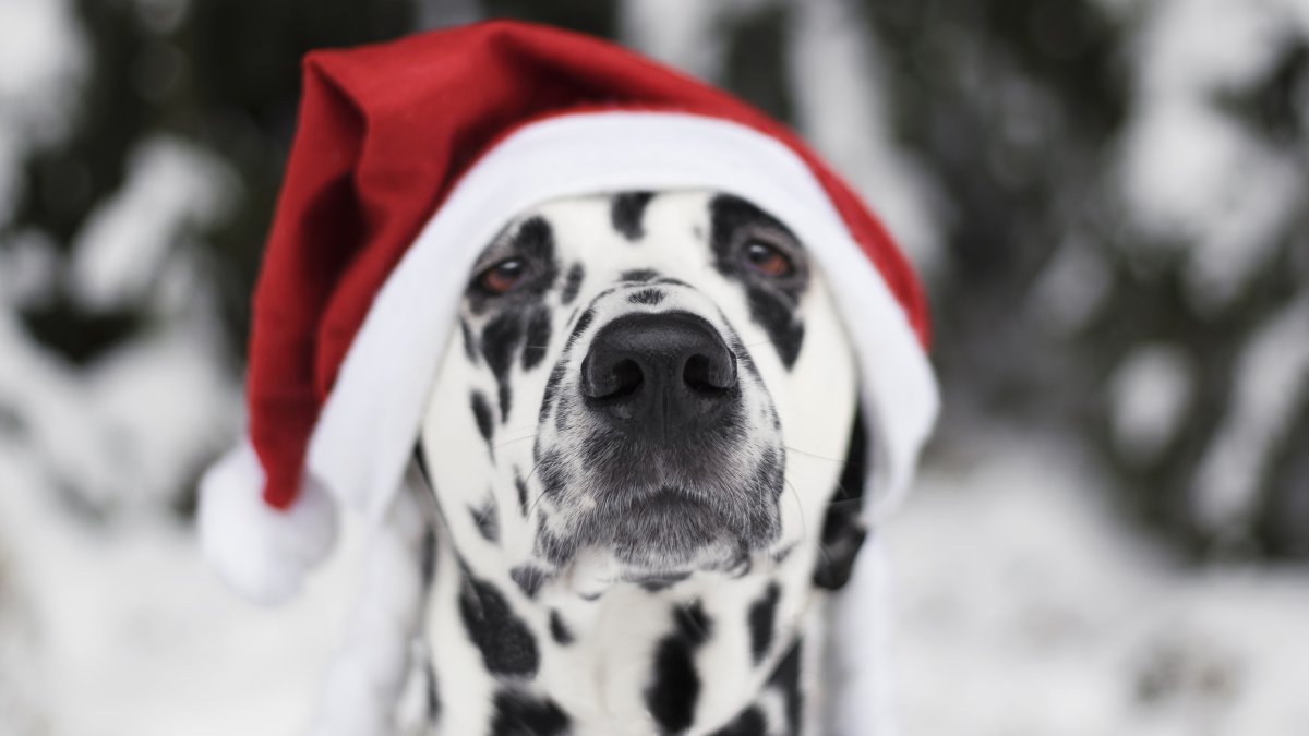 Далматинцы новый год