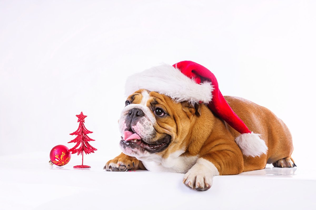 Собачка в новогодней шапке