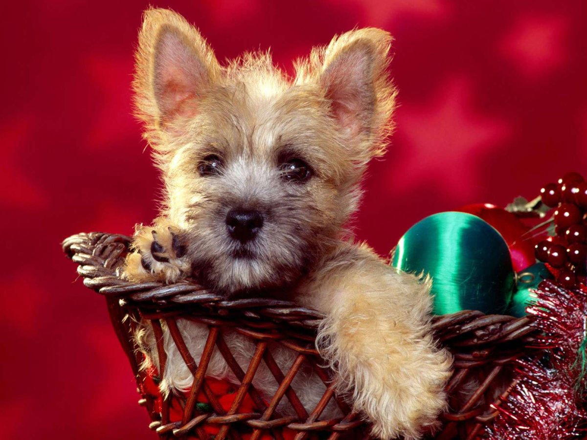 Собака Рождество