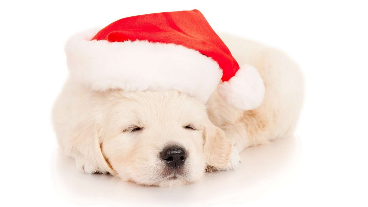 Новогодний щенок