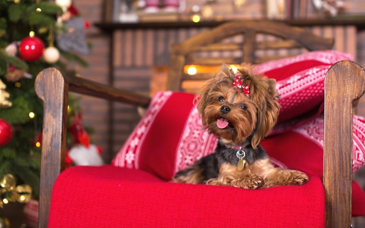 Бетти Йоркширский терьер