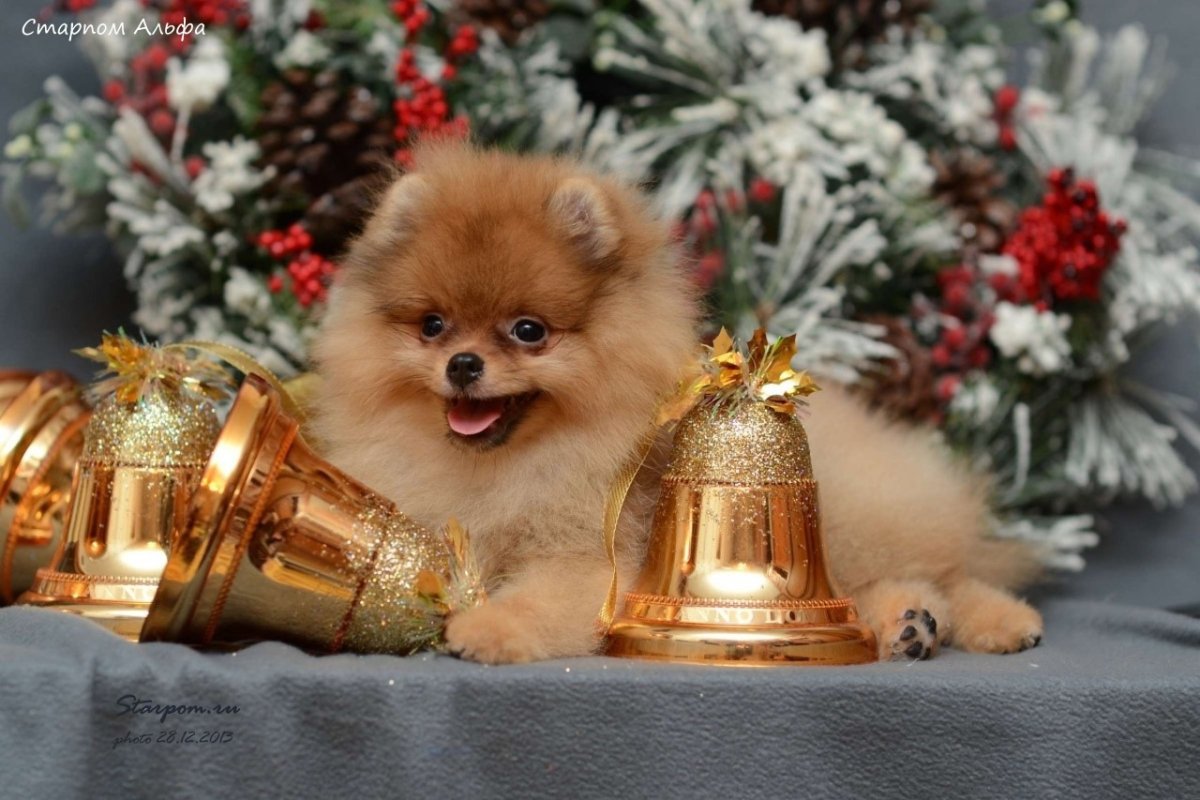 Померанский шпиц в год