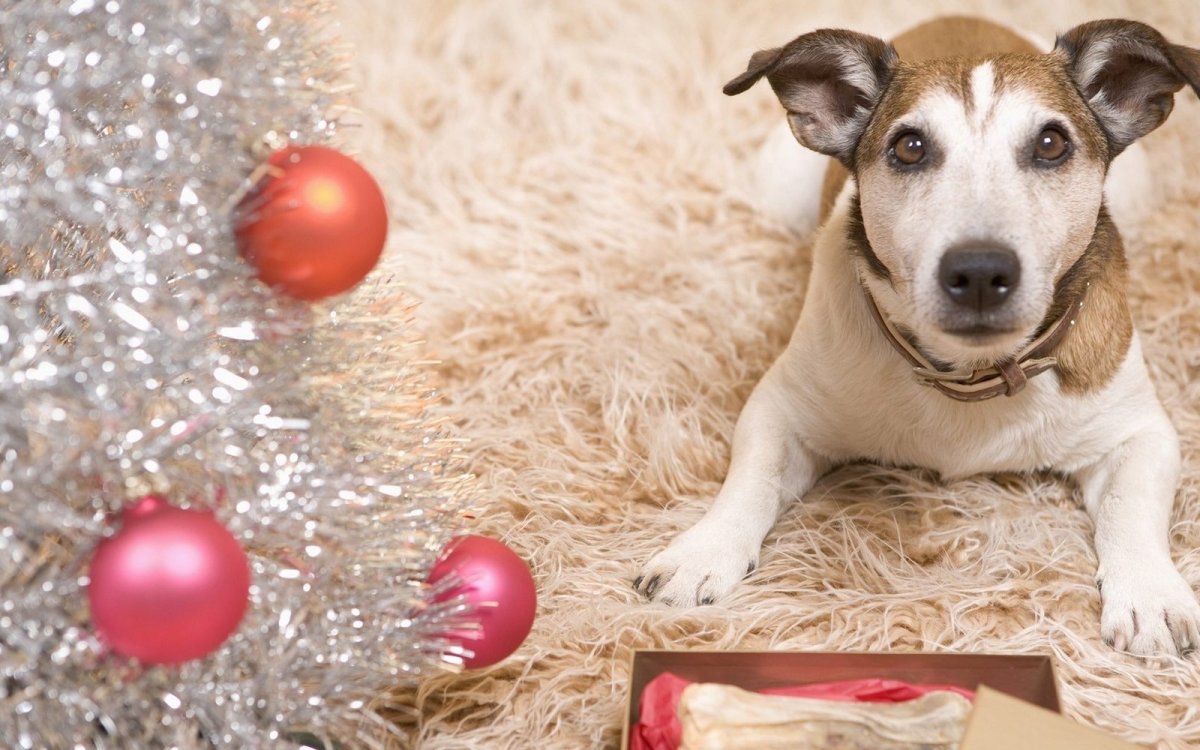 Новый год животные