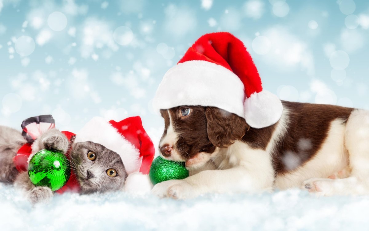 Кошка и собака новый год