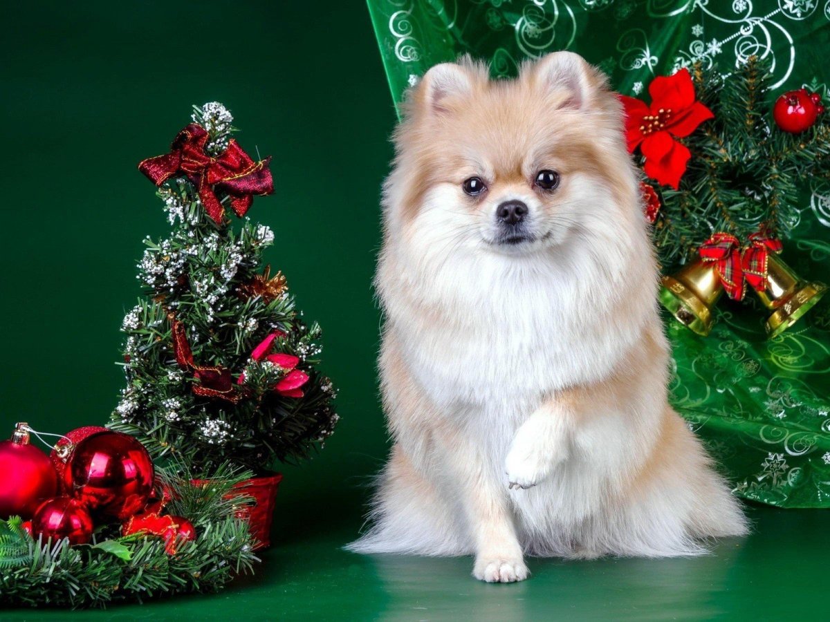 Померанский шпиц новый год