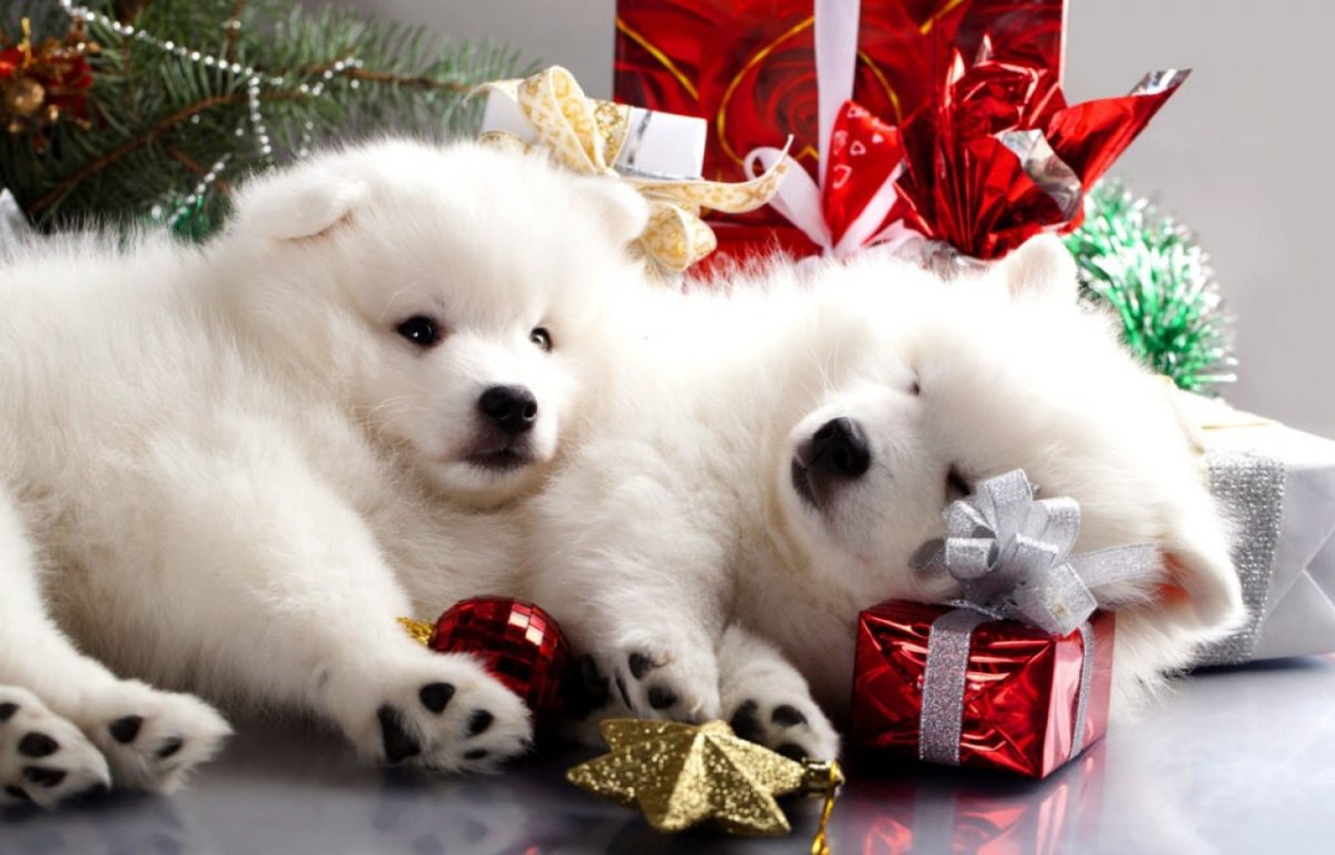 Собака новый год