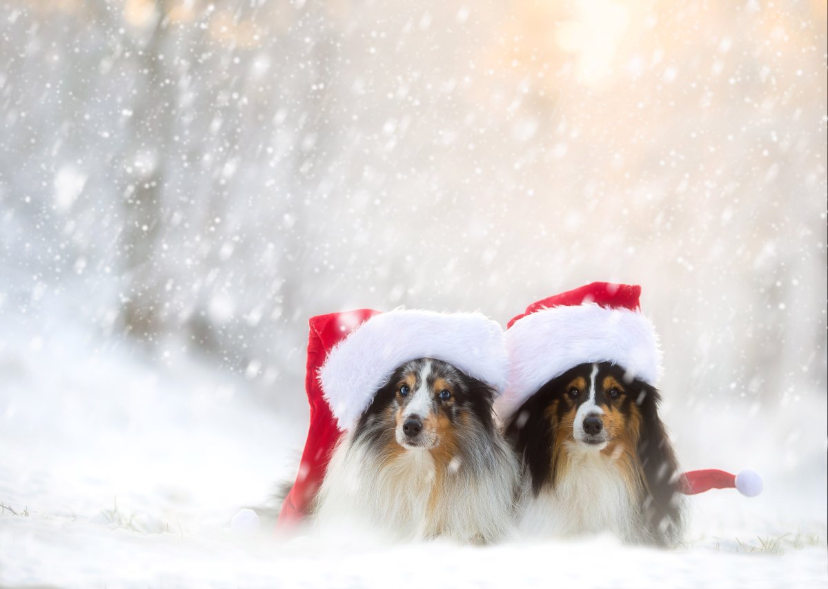 Собака зимой