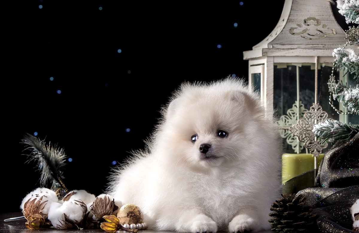 Королевский шпиц белый