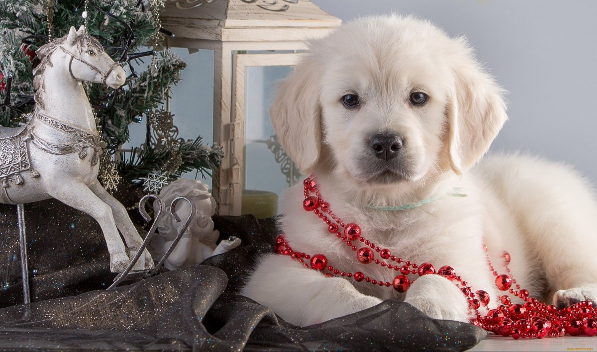 Новый год животные