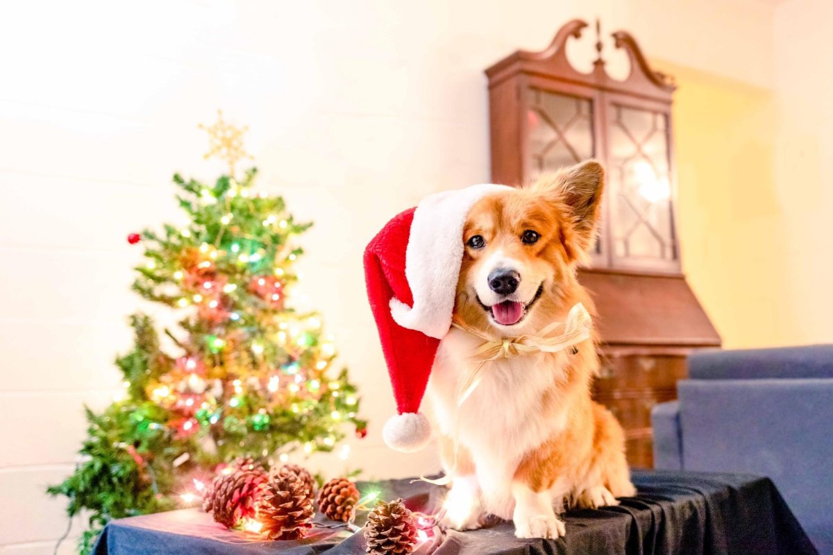 Корги Клаус