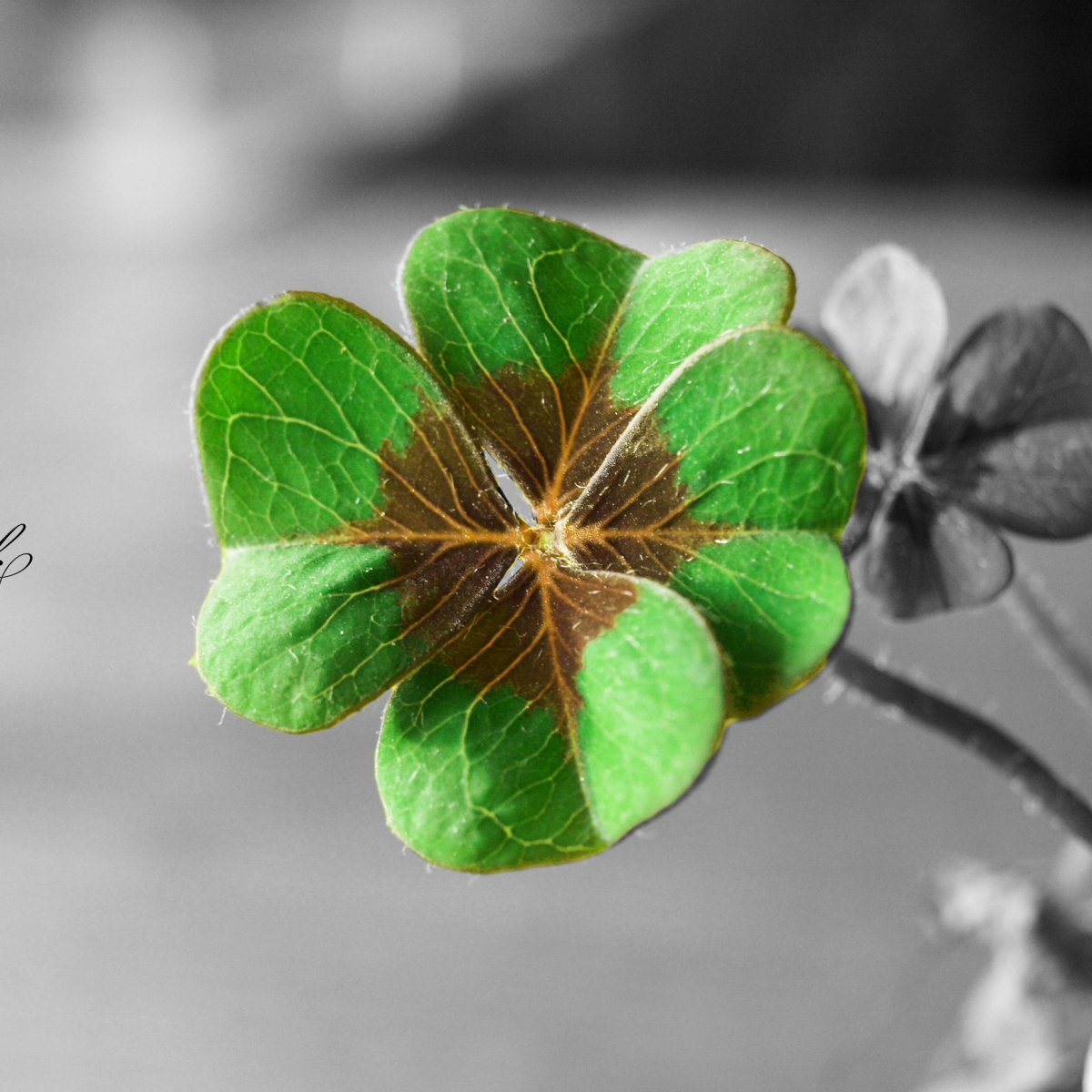 Клевер четырехлистный good luck