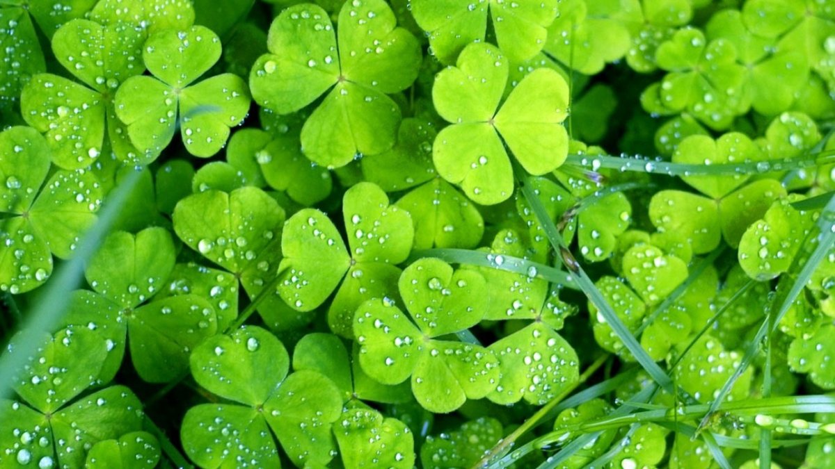 Клевер трилистник растение