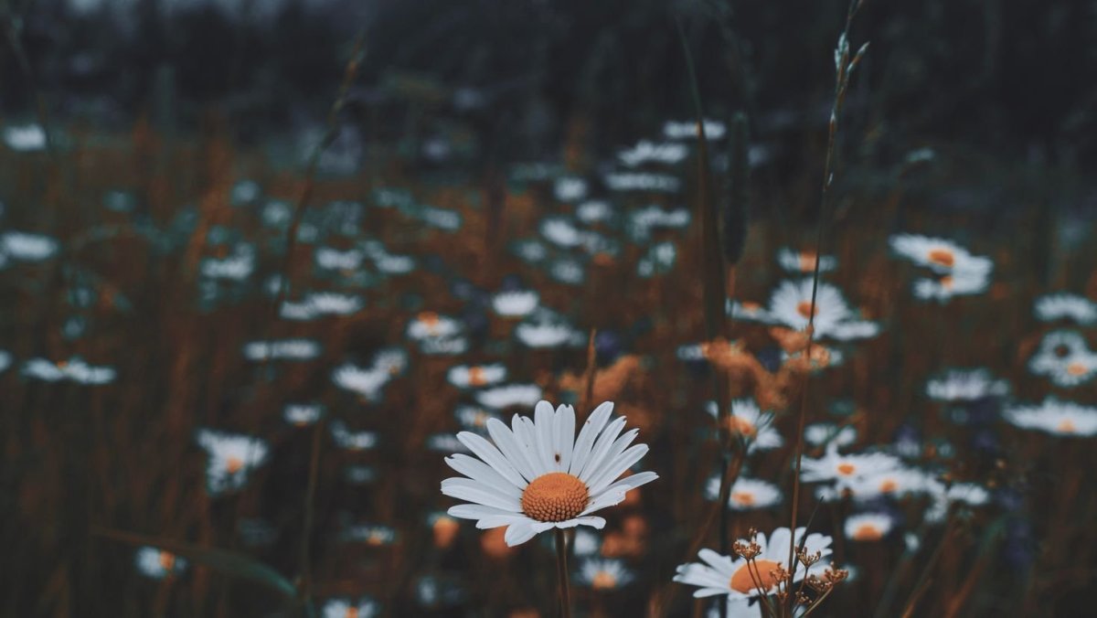 Эстетика природы ромашки