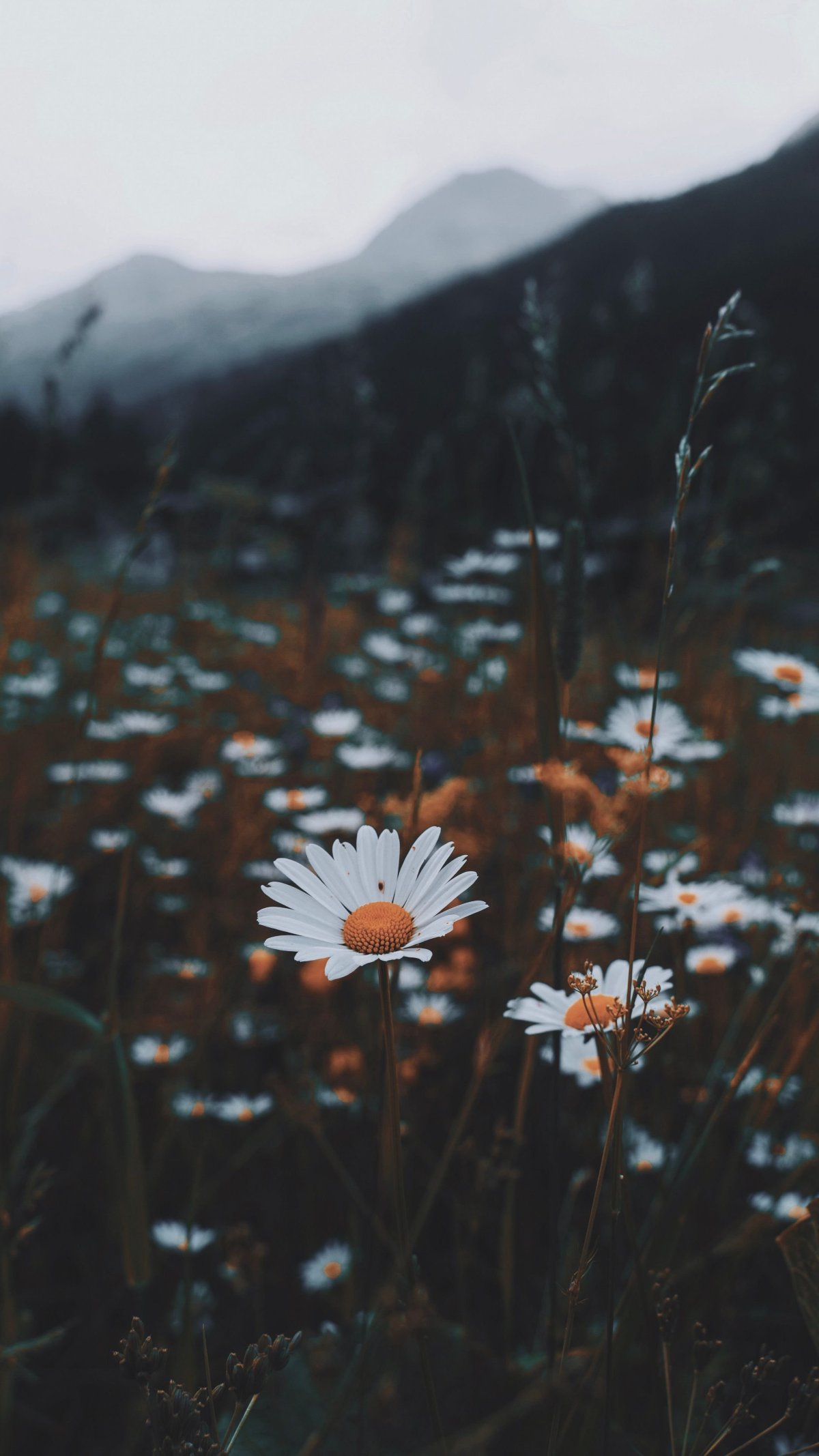 Ромашки Эстетика