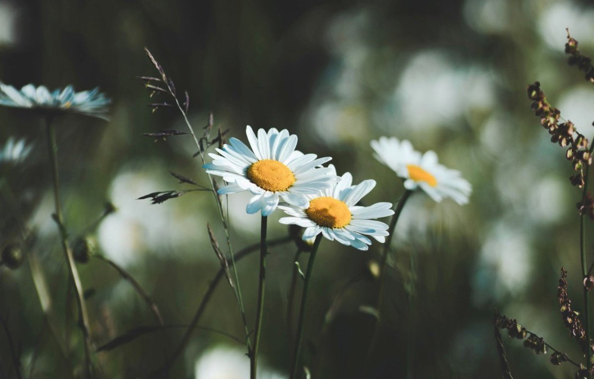 Заставка ромашки