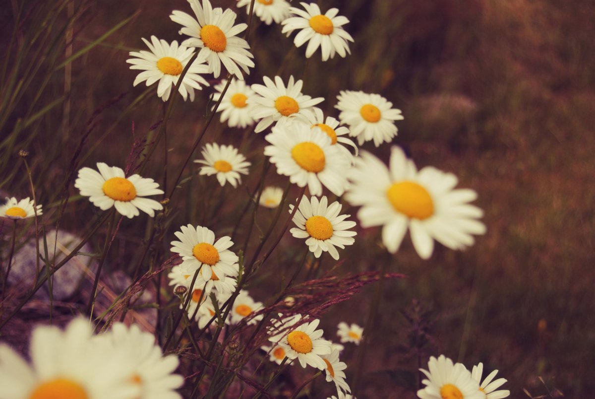 Ромашки Эстетика