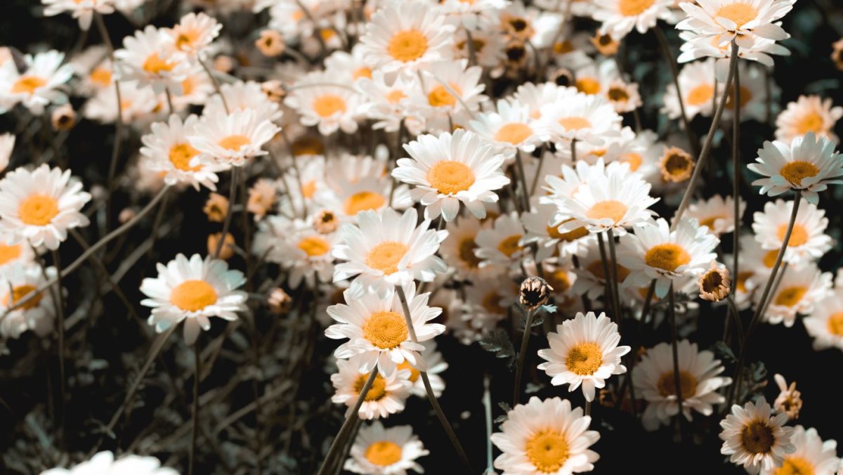 Ромашки 1920x1080