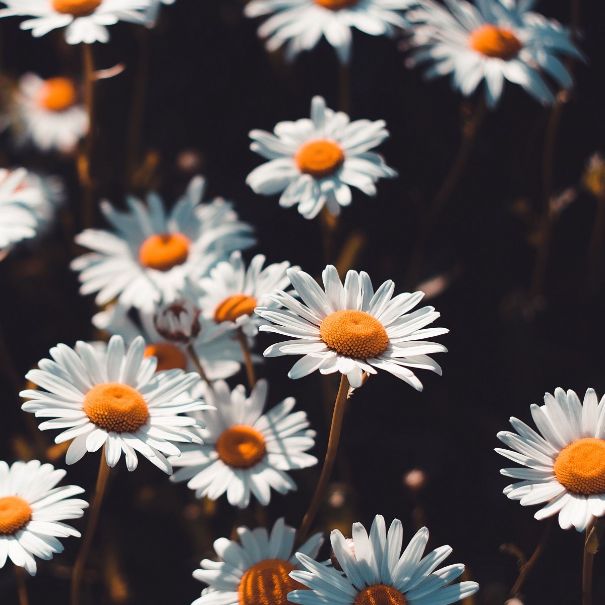 Ромашки темная Эстетика