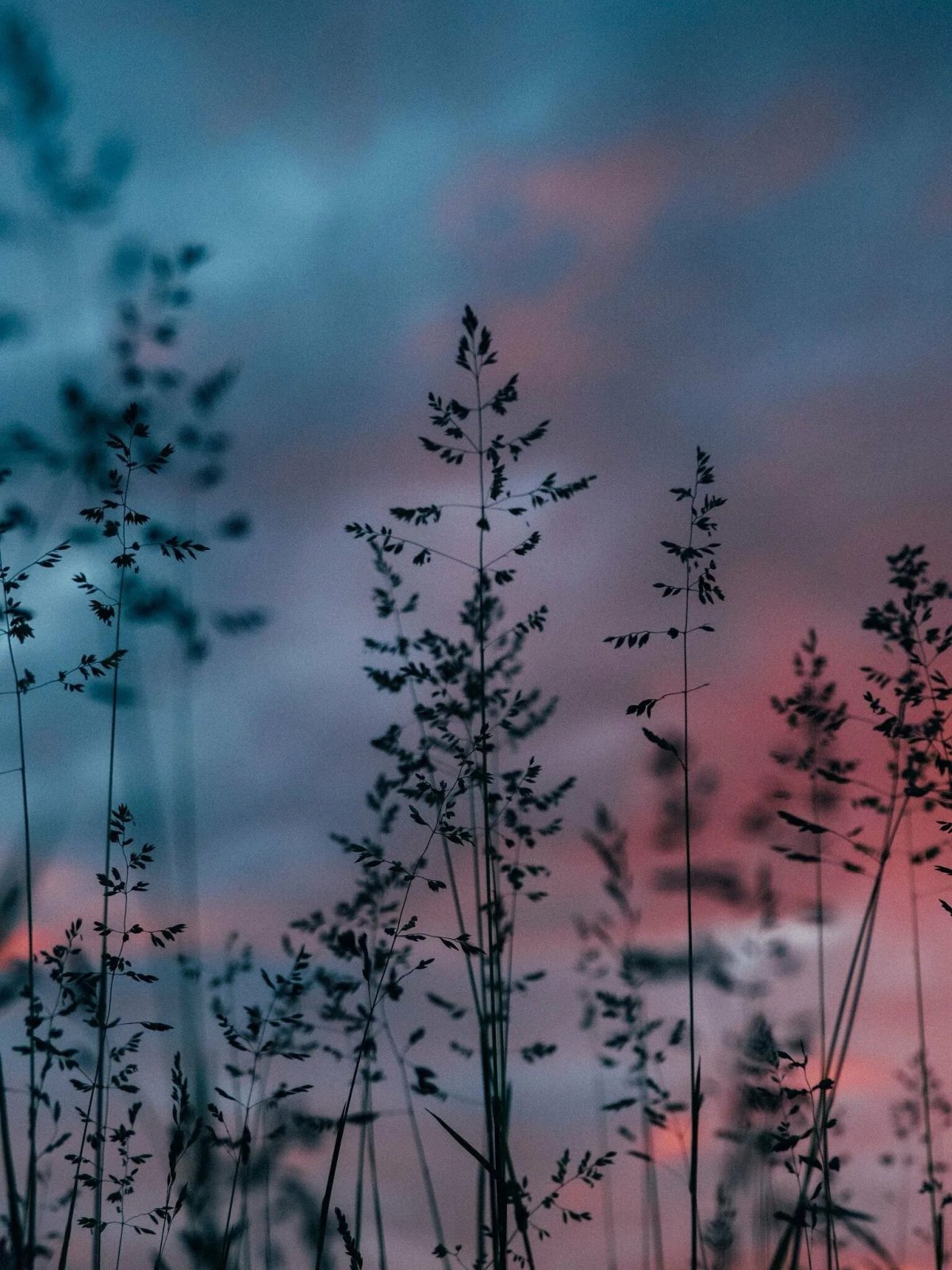 Лето природа