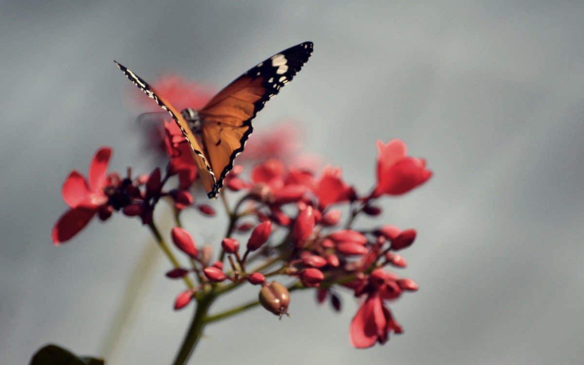 Фон бабочки