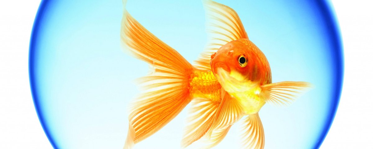 Золотая рыбка на рабочий стол