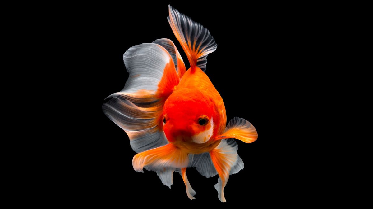 Золотая рыбка обои
