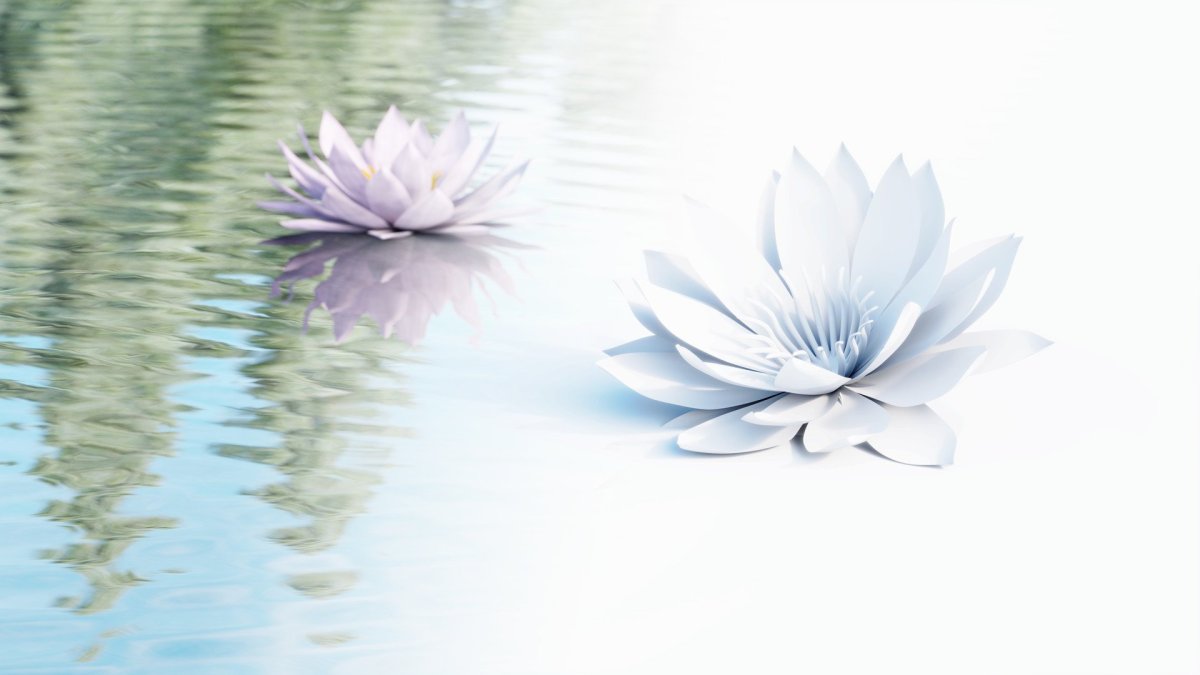 Нилюфер цветок