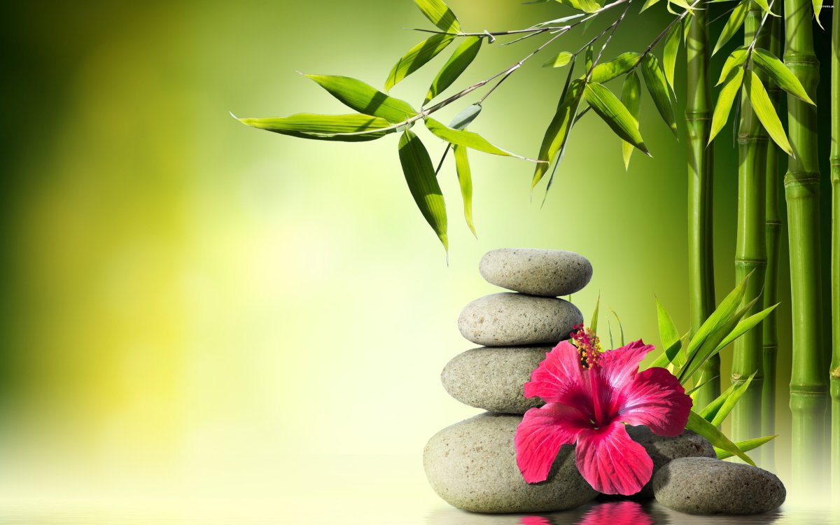 Орхидея фаленопсис спа