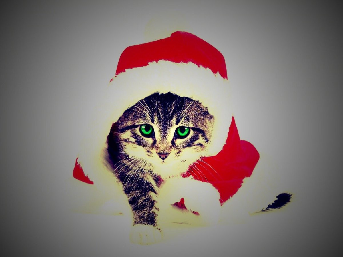 Кот новый год