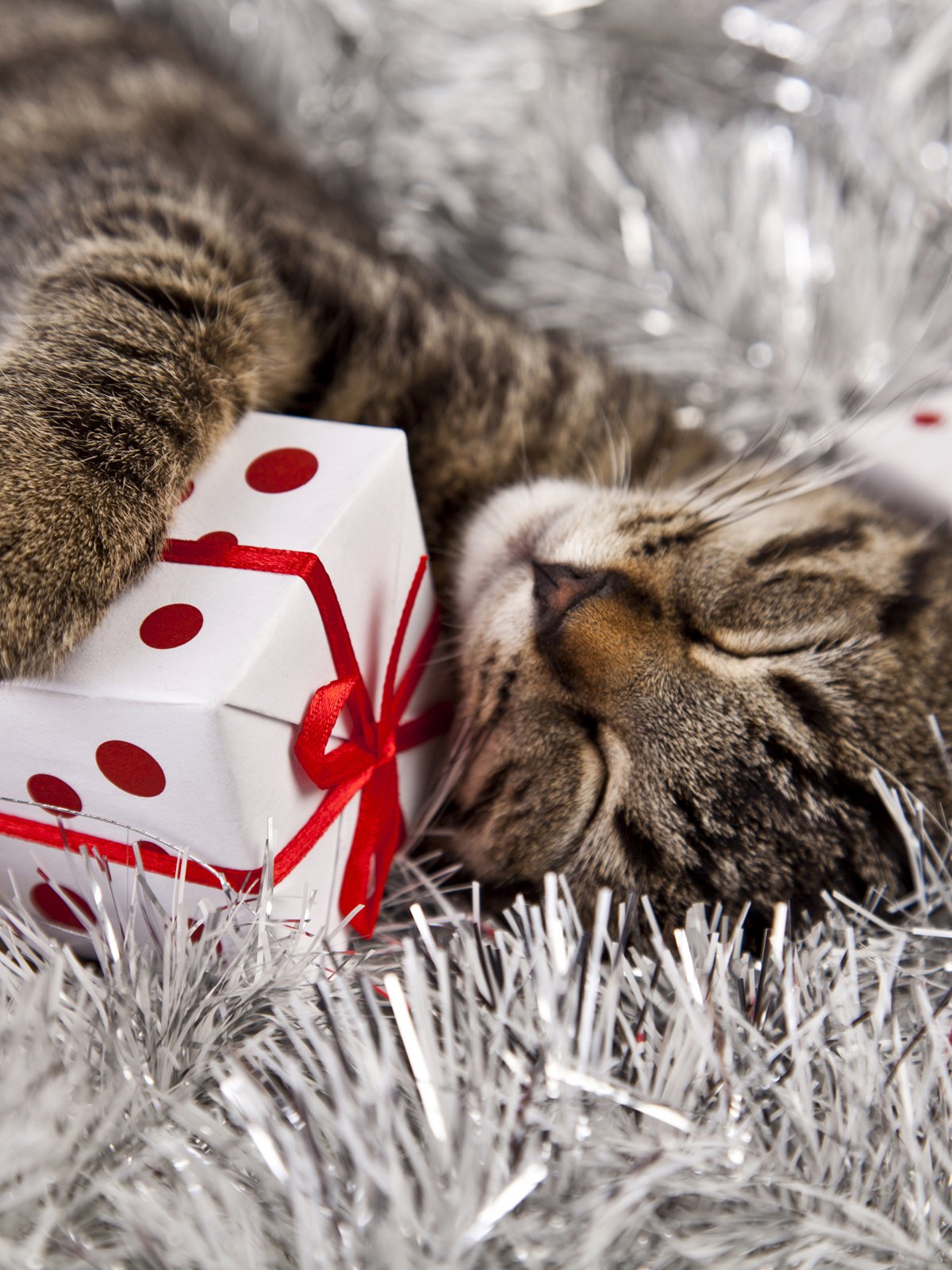 Новогодний кот