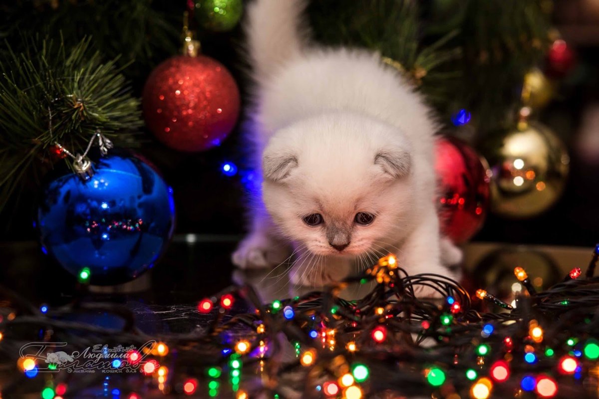 Невская маскарадная кошка белая