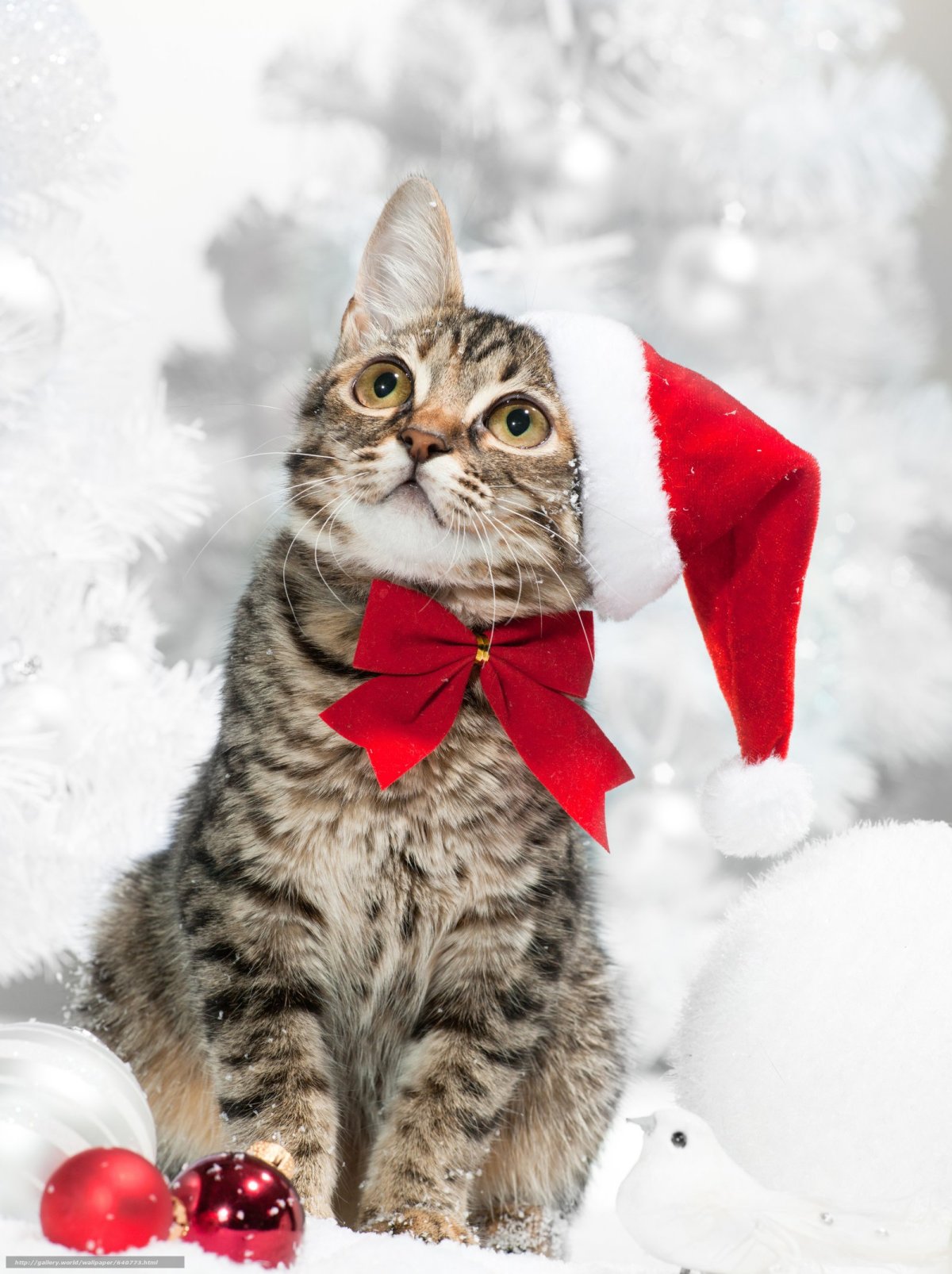 Милые новогодние котики