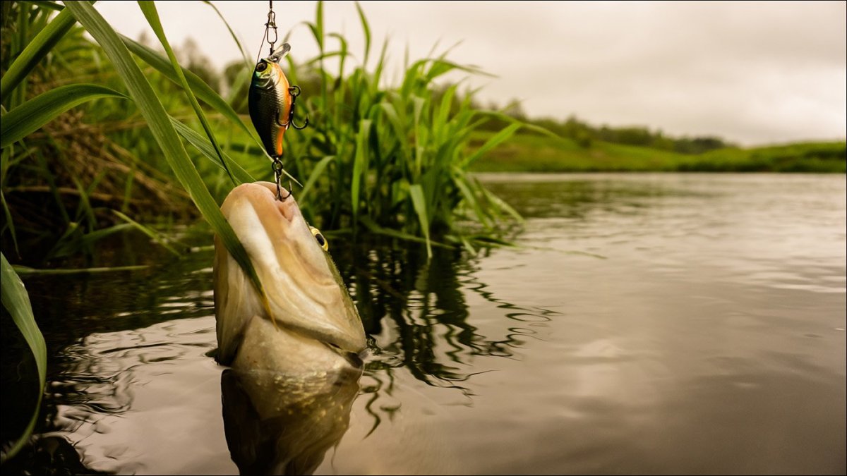 Обои на андроид рыбалка