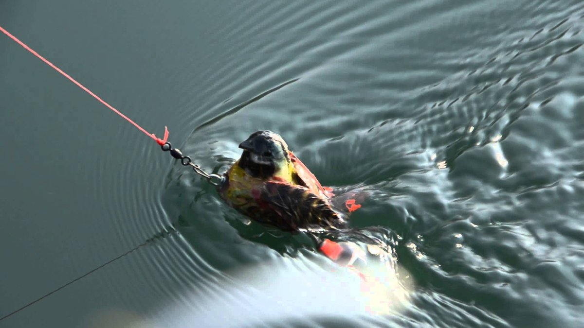 Рыболовные заставки на рабочий стол