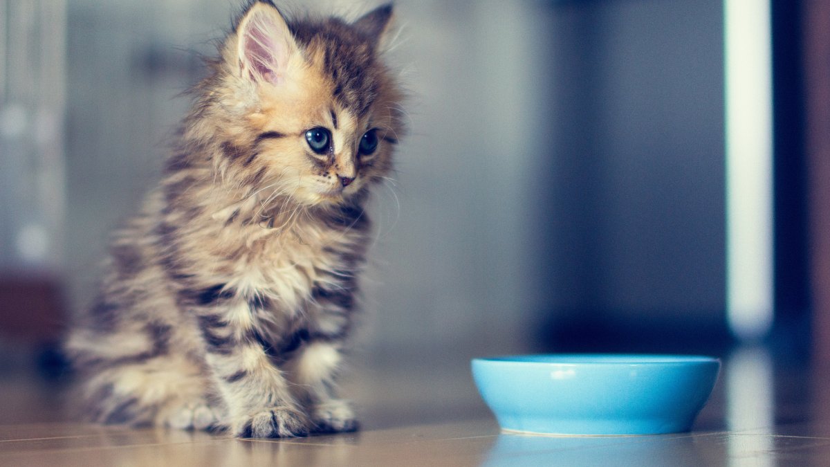 Милые котята