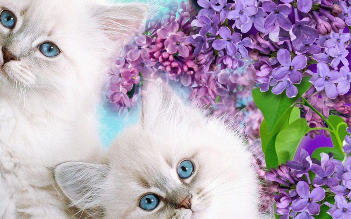 Обои на рабочий стол котята