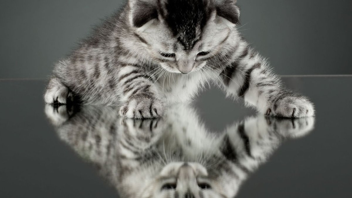 Кошки маленькие